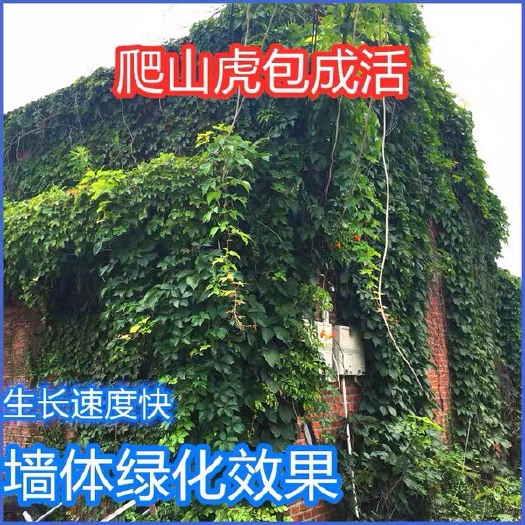 沭阳县爬山虎 免费包邮 全部现挖现卖