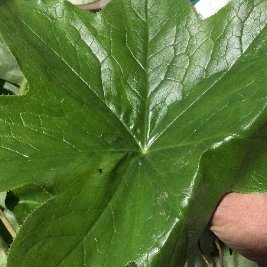 八角莲种苗 八角莲苗、江边一碗水