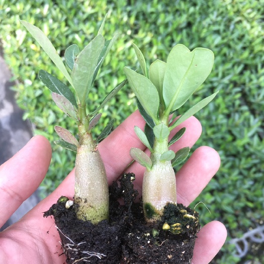 漳州沙漠玫瑰穴盘苗