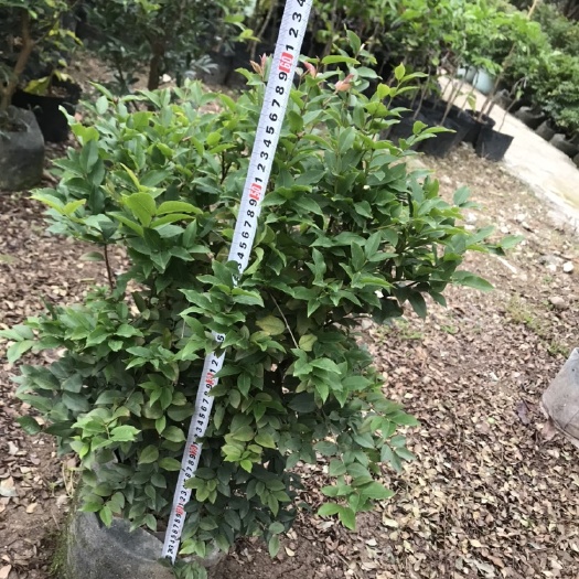 佛山嘉宝果苗  ￼嘉宝果树苗