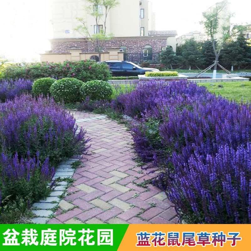 青州市鼠尾草种子 庭院盆栽花卉 鼠尾草种子 批发价格
