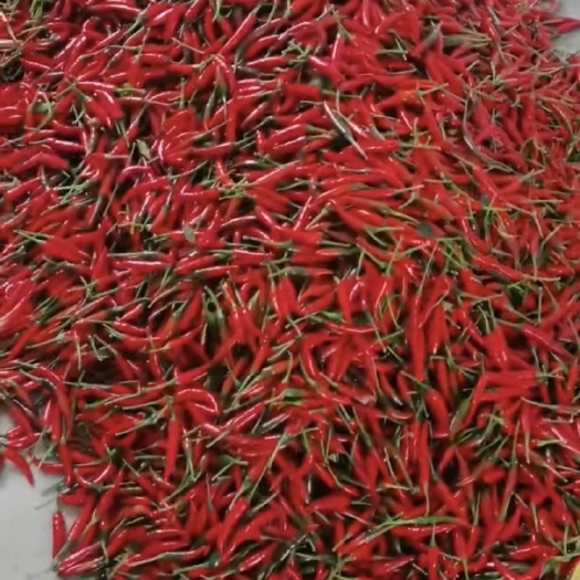 广州牛角椒 辣椒