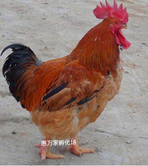 K901 996鸡苗 (882鸡苗)K9麻黄鸡苗 厂家直销