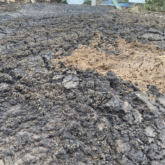 射洪市四川遂宁大量出售湿鸡粪 小鸡粪 大鸡粪 量大从优 价格便宜
