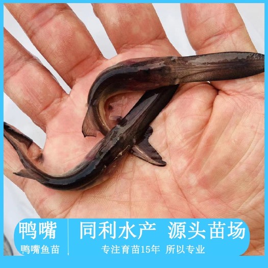 广州鸭嘴鱼苗