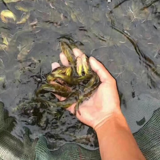 眉山黄桑鱼苗