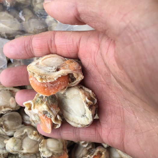 连云港海湾扇贝  无冰衣干冰纯肉扇贝肉