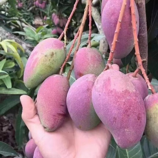灵山县红贵妃芒果苗，树形靓丽叶子碧绿。