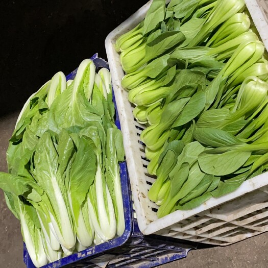 曹县上海青  山东精品油菜