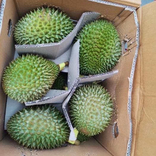 广州托曼尼榴莲  树熟托曼尼