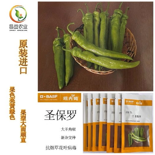 寿光市纽内姆圣保罗大果羊角椒苗 黄绿皮羊角椒苗 辣椒苗