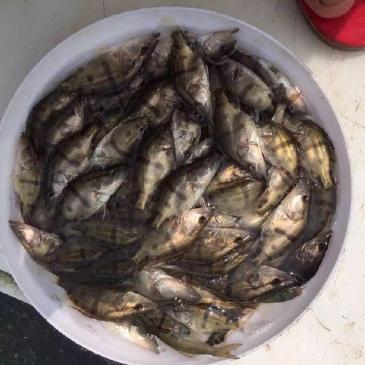 眉山鳜鱼苗 桂花鱼苗