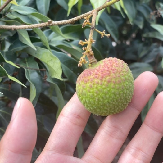 陵水县妃子笑荔枝 海南妃子笑