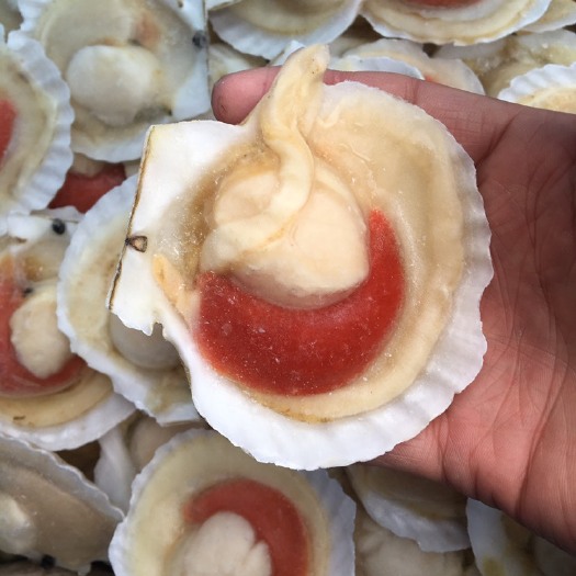 连云港虾夷扇贝  半壳扇贝