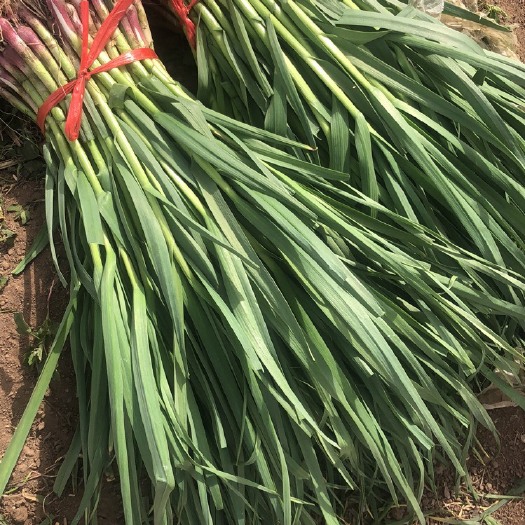 正定县红根蒜苗  红根香蒜苗，300亩大量上市！货好，欢迎各位老板来看货拉货哦