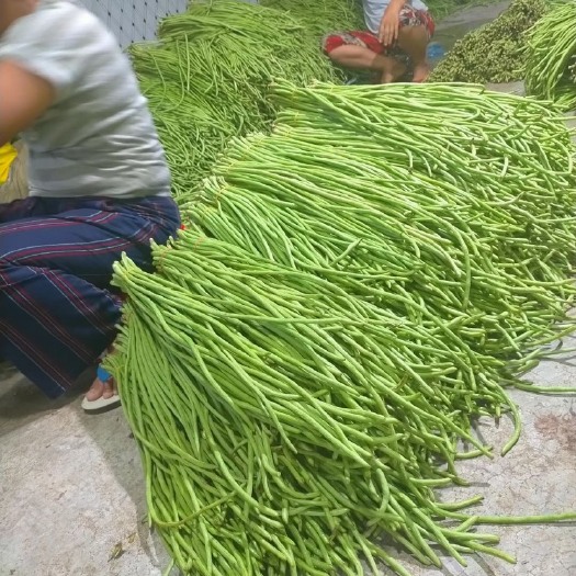 全州县1000亩基地长年供应豆角，切断豇豆都有