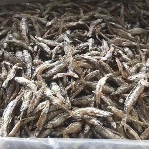 柴鱼干 油干现货供应
