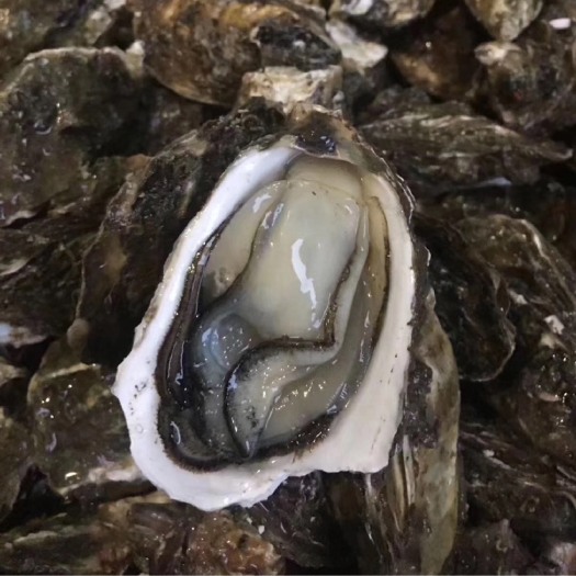 饶平县珍珠蚝 牡蛎生蚝新鲜带壳烧烤生蚝原产地直发