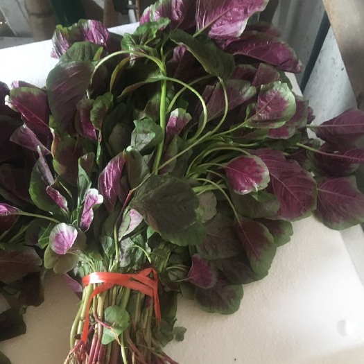 漳州 红苋菜