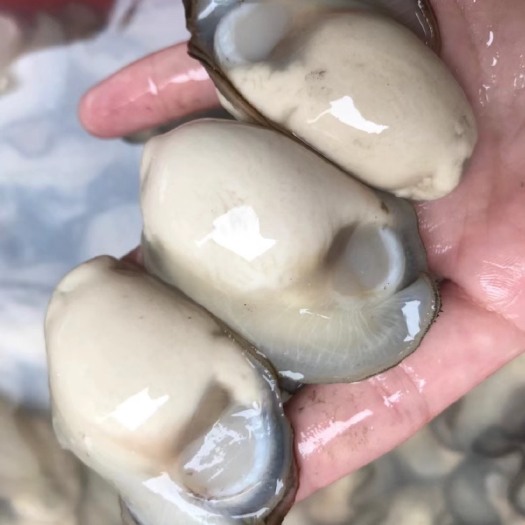 饶平县珍珠蚝 牡蛎生蚝肉 深海蚝蚝肉鲜甜 生蚝肉新鲜现剥