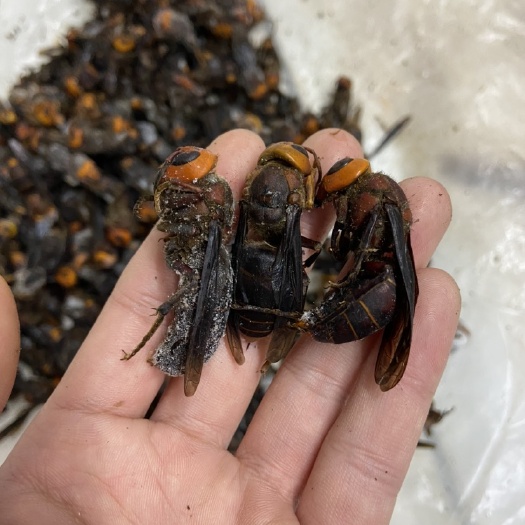 广州现货）虎头蜂老蜂，红娘，新鲜速冻，红娘虎头蜂，云南大黑蜂