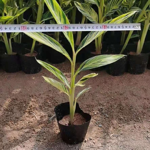 漳州花叶良姜盆栽  花叶良姜 花叶艳山姜 基地批发