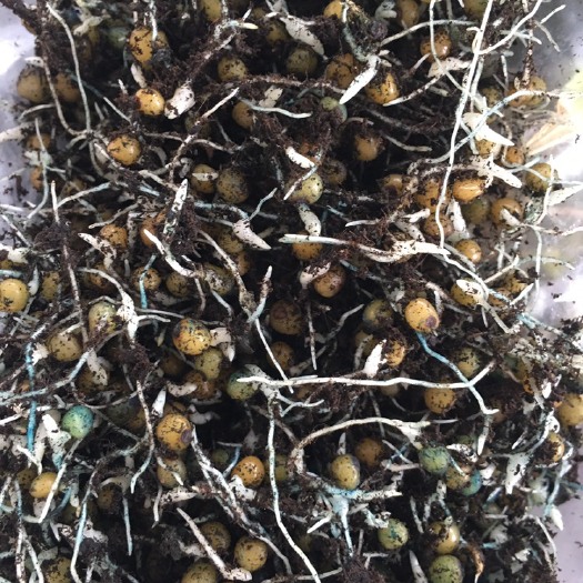 汉中黄精种子  多花姜型不倒苗净籽带芽高杆高产