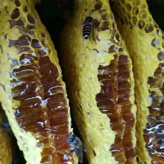 湛江 长期供应蜂蜜，保障纯度，质量