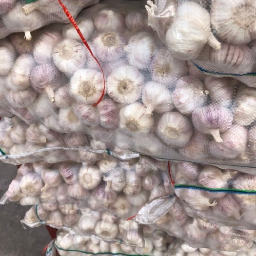 邳州市红皮蒜 蒜头大、皮色白、肉质脆、辣味适中、蒜瓣少、形状整齐、耐储运。
