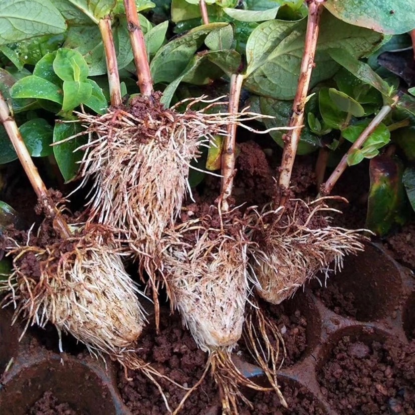 昆明火龙珠苗  四方豆 绿豆 红豆 水晶豆