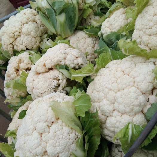 新野县白花菜花  松花菜  产地直销