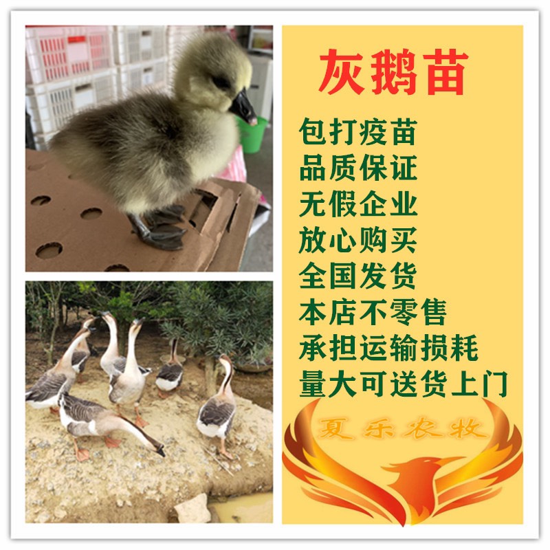 广州大种灰鹅苗包打疫苗孵化直销全国发货