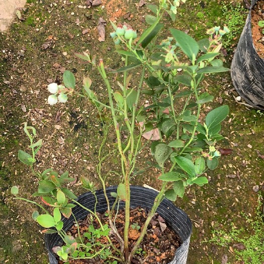 漳平市蓝莓苗  蓝莓