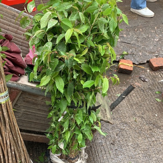 漳平市樱桃苗 樱花苗