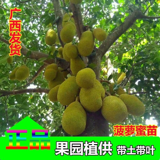 灵山县泰国12号红肉菠萝蜜苗 马来西亚1号黄肉菠萝蜜苗 带土带叶