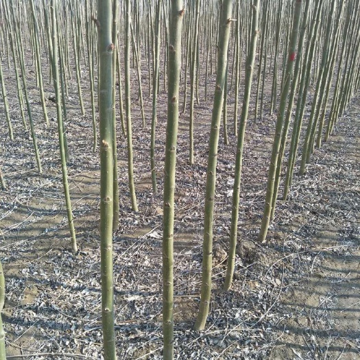 速生柳  批发出售竹柳 柳树
