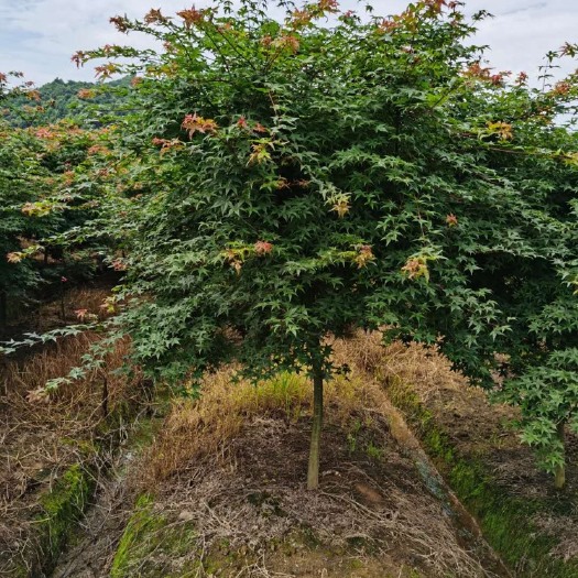  大量供应各规格红枫