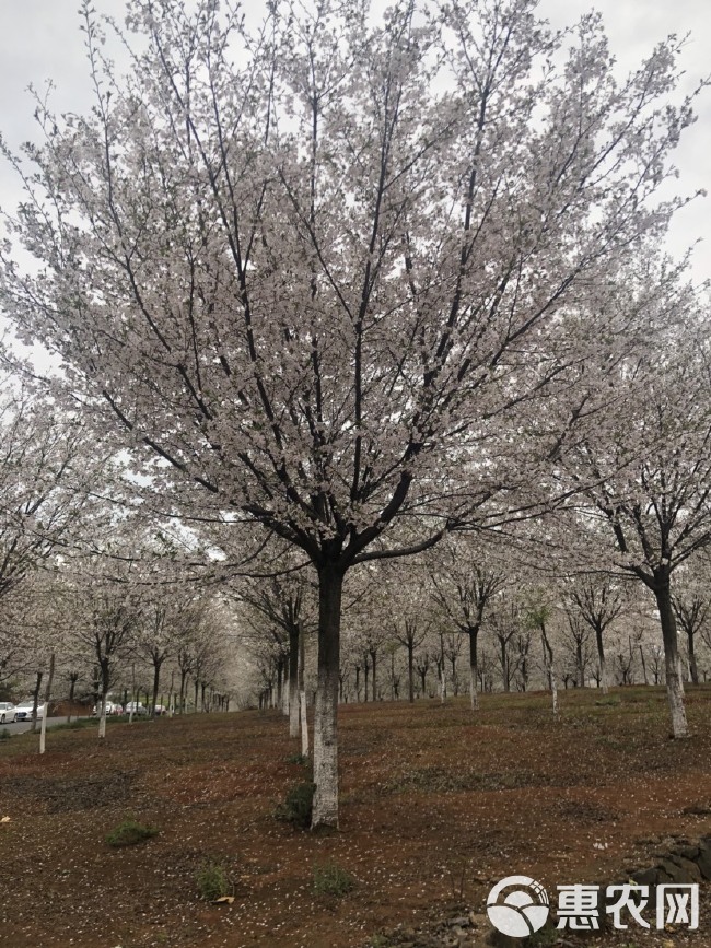 大量供应各规格高杆樱花