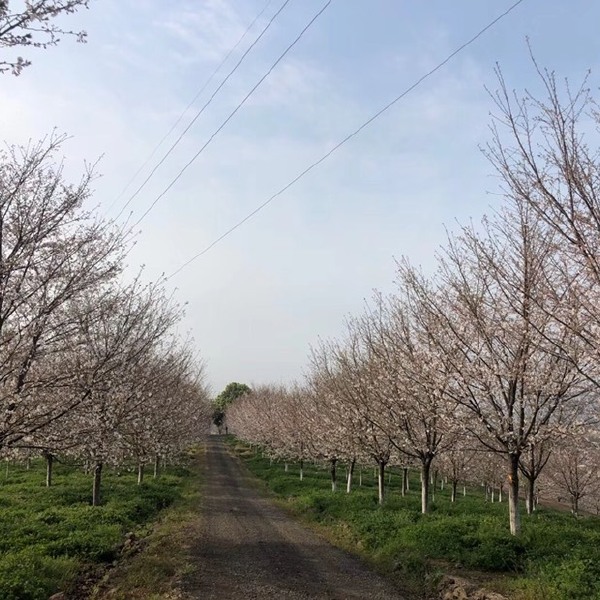 大量供应各规格高杆樱花