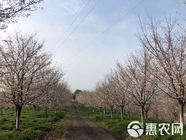 大量供应各规格高杆樱花