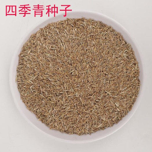 沭阳县四季青草种子 四季青草坪种子