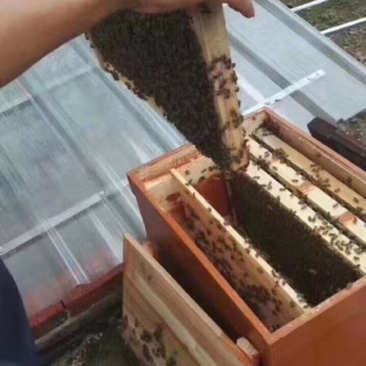 郁南县百花蜜 蜂蜜