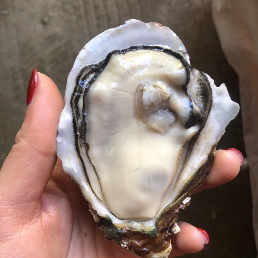 佛山广东 蚝场批发 零售 生蚝 台山 珠海 湛江 阳江生蚝