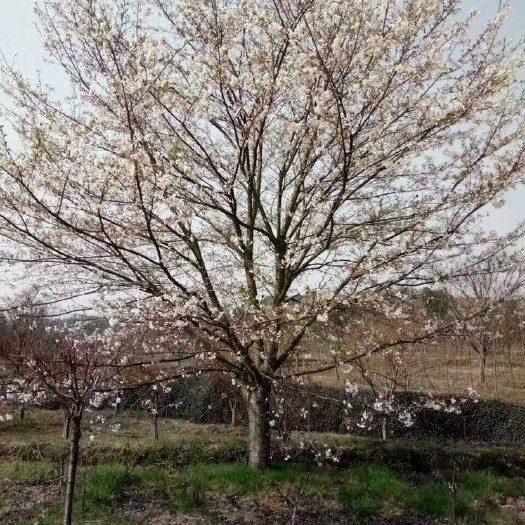  大量供应各规格樱花