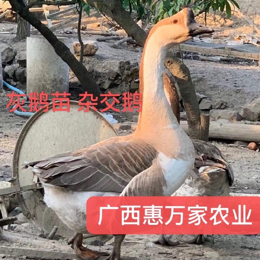 南宁灰鹅苗  马岗鹅苗，杂交鹅苗脱温鹅苗