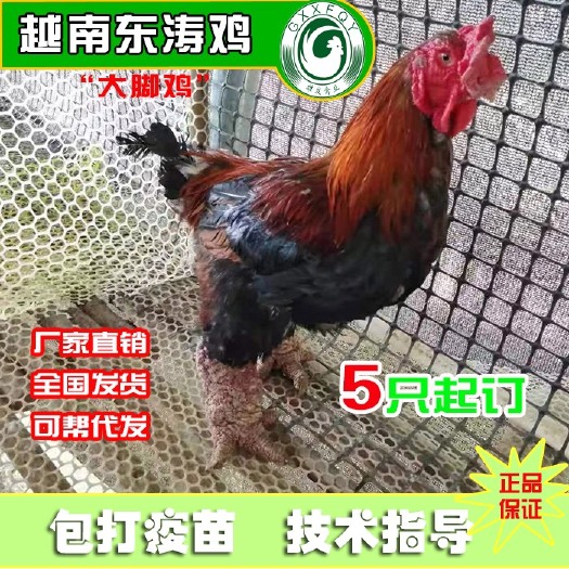 南宁越南东涛鸡 也叫大脚鸡 脱温苗 成年可达12斤左右