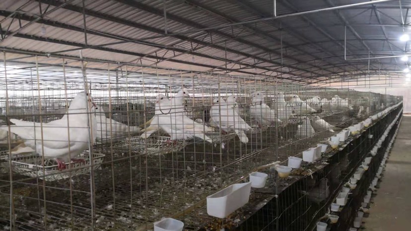 黔西市白鸽  处理种鸽（美国白羽王鸽）、两年老鸽，1200对；鸽笼500组
