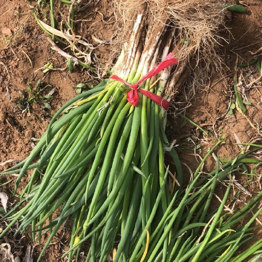 大荔县大荔小香葱