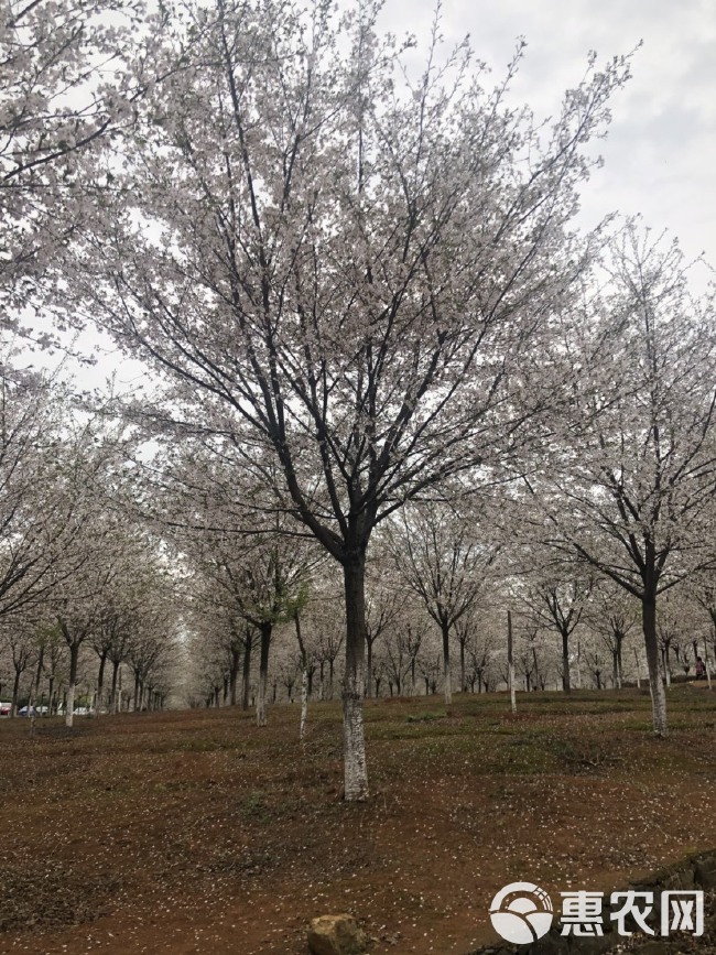 大量供应各规格高杆樱花