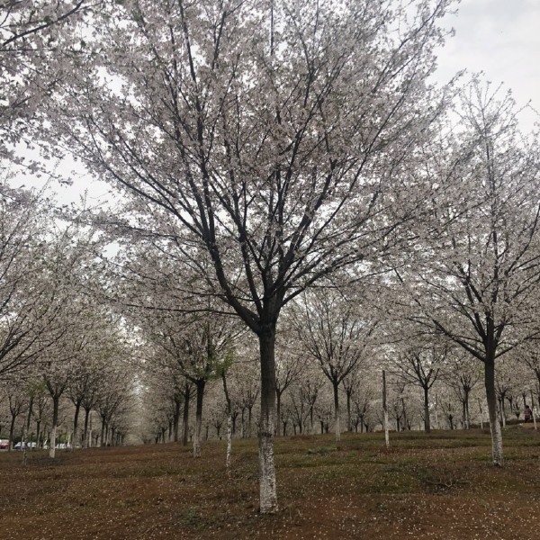 大量供应各规格高杆樱花